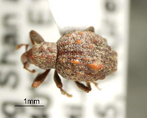  (Niphadomimus electra - CNCCOLVG00002709)  @14 [ ] Copyright (2011) Vasily Grebennikov CFIA