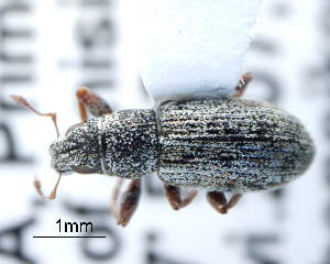  (Sitona japonicus - CNCCOLVG00002977)  @14 [ ] Copyright (2012) Vasily Grebennikov CFIA