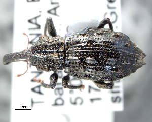  ( - CNCCOLVG00003094)  @13 [ ] Copyright (2012) Vasily Grebennikov CFIA