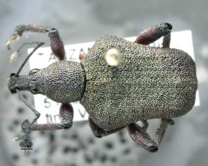  (Epipedosoma - CNCCOLVG00003573)  @14 [ ] Copyright (2012) Vasily Grebennikov CFIA