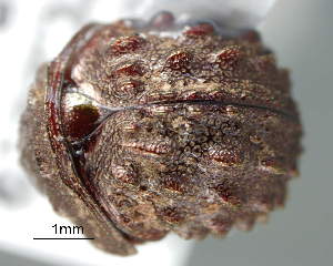  (Afrocloetus - CNCCOLVG00003738)  @13 [ ] Copyright (2012) Vasily Grebennikov CFIA