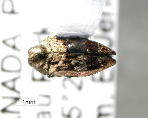  (Brachys aeruginosus - CNCCOLVG00004679)  @14 [ ] Copyright (2012) Vasily Grebennikov CFIA