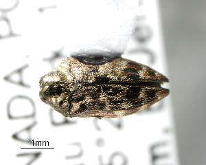  ( - CNCCOLVG00004680)  @13 [ ] Copyright (2012) Vasily Grebennikov CFIA