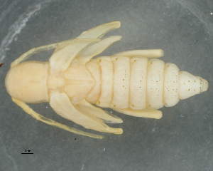  (Chlorophorus aritai - CNCCOLVG00005367)  @13 [ ] Copyright (2013) Vasily Grebennikov CFIA