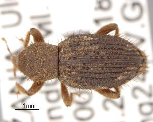  (Microxylobiini - CNCCOLVG00006278)  @14 [ ] Copyright (2013) Vasily Grebennikov CFIA