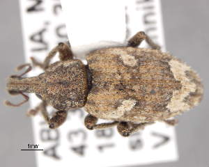  (Graptus - CNCCOLVG00006508)  @14 [ ] Copyright (2013) Vasily Grebennikov CFIA