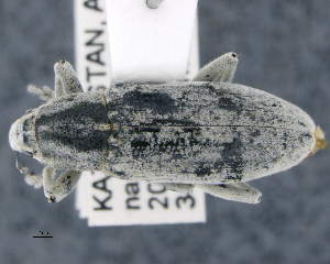  (Temnorhinus kirguisicus - CNCCOLVG00010758)  @11 [ ] Copyright (2019) Vasily Grebennikov CFIA