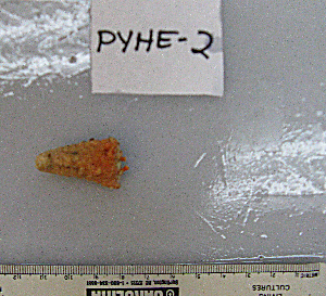  ( - PYHE-2)  @11 [ ] No Rights Reserved  Unspecified Unspecified