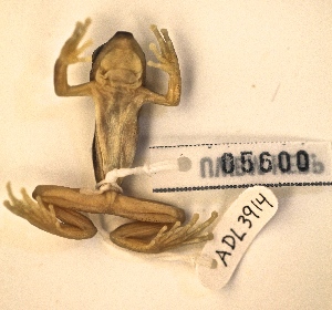  (Afrixalus dorsalis - ADL3914)  @11 [ ] CreativeCommons - Attribution Non-Commercial No Derivatives (2014) Heidi Rockney Burke Museum of Natural History