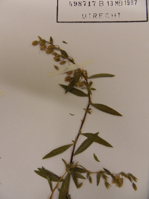  (Sauvagesia rubiginosa - L82_38)  @11 [ ] Unspecified (default): All Rights Reserved  Unspecified Unspecified