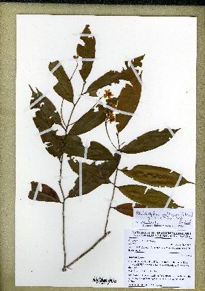  (Rhabdophyllum arnoldianum - MSMM2239)  @11 [ ] Unspecified (default): All Rights Reserved  Unspecified Unspecified
