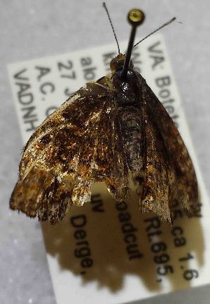  ( - DLW-001069)  @11 [ ] No Rights Reserved (2018) David L. Wagner University of Connecticut