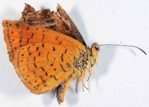  ( - DLW-001071)  @11 [ ] No Rights Reserved (2018) David L. Wagner University of Connecticut