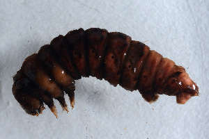  ( - DLW-001362)  @11 [ ] No Rights Reserved (2072) D. L. Wagner University of Connecticut