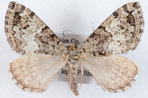  (Hydriomena morosata - DLW-001747)  @15 [ ] No Rights Reserved (2019) David L. Wagner University of Connecticut