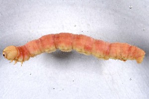  ( - DLW-001902)  @11 [ ] No Rights Reserved (2019) David L. Wagner University of Connecticut