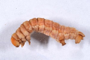  ( - DLW-002274)  @11 [ ] No Rights Reserved (2019) David L. Wagner University of Connecticut