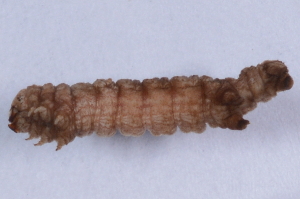  (Chesiadodes dissimilis - DLW-002739)  @11 [ ] No Rights Reserved (2019) David L. Wagner University of Connecticut