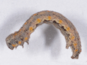  ( - DLW-003280)  @11 [ ] Copyright (2022) David L. Wagner University of Connecticut