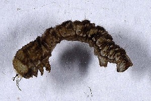  ( - DLW-004274)  @11 [ ] Copyright (2023) David L. Wagner University of Connecticut