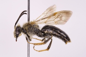  (Andrena confederata - DLW-004391)  @11 [ ] Copyright (2023) David L. Wagner University of Connecticut