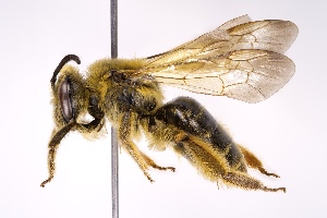  (Andrena hilaris - DLW-004392)  @11 [ ] Copyright (2023) David L. Wagner University of Connecticut