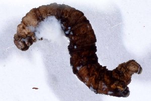  ( - DLW-004552)  @11 [ ] Copyright (2024) David L. Wagner University of Connecticut