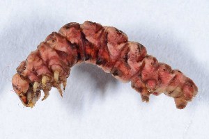  ( - DLW-004745)  @11 [ ] Copyright (2025) David L. Wagner University of Connecticut