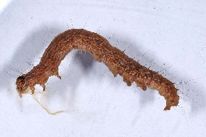  ( - DLW-004840)  @11 [ ] Copyright (2024) David L. Wagner University of Connecticut