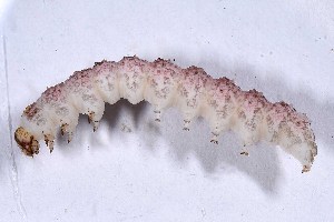  (Stiria intermixtaa - DLW-004934)  @11 [ ] Copyright (2025) David L. Wagner University of Connecticut