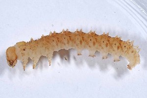  ( - DLW-004936)  @11 [ ] Copyright (2025) David L. Wagner University of Connecticut