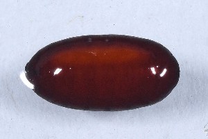  (Fasciolidae - DLW-004969)  @11 [ ] Copyright (2025) Tanner Matson University of Connecticut