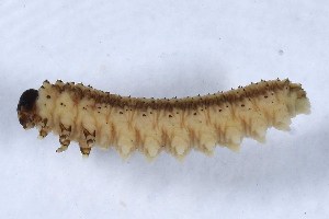  ( - DLW-005064)  @11 [ ] Copyright (2025) Tanner Matson University of Connecticut