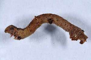  ( - DLW-005075)  @11 [ ] Copyright (2025) David L. Wagner University of Connecticut