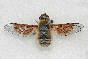  (Thyridanthrax pallidus - DLW-005139)  @11 [ ] Copyright (2025) Doug Danforth Richard Bailowitz Collection