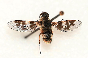  (Thyridanthrax pertusus - DLW-005140)  @11 [ ] Copyright (2025) Doug Danforth Richard Bailowitz Collection