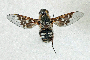  (Thyridanthrax fenastritoides - DLW-005142)  @11 [ ] Copyright (2025) Doug Danforth Richard Bailowitz Collection