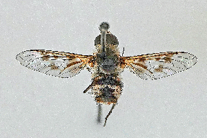  (Thyridanthrax luminis - DLW-005143)  @11 [ ] Copyright (2025) Doug Danforth Richard Bailowitz Collection