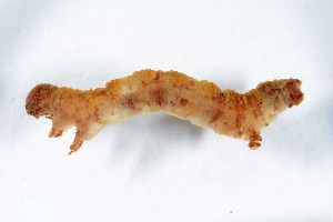  ( - DLW-005259)  @11 [ ] Copyright (2026) David L. Wagner University of Connecticut