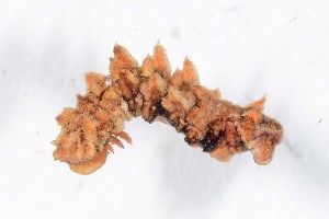  ( - DLW-005278)  @11 [ ] Copyright (2045) David L. Wagner University of Connecticut