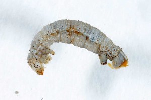  ( - DLW-005284)  @11 [ ] Copyright (2051) David L. Wagner University of Connecticut