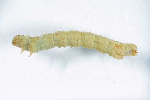  ( - DLW-005289)  @11 [ ] Copyright (2056) David L. Wagner University of Connecticut