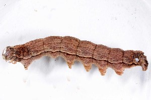  ( - DLW-005301)  @11 [ ] Copyright (2068) David L. Wagner University of Connecticut