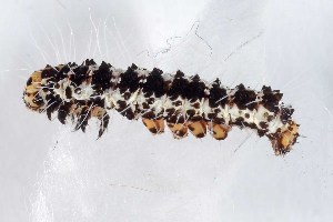  ( - DLW-005399)  @11 [ ] Copyright (2025) David L. Wagner University of Connecticut