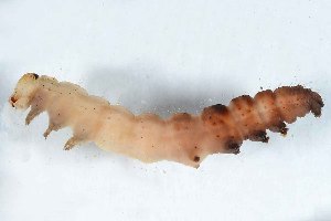  (Sympistis pometaria - DLW-005435)  @11 [ ] Copyright (2025) David L. Wagner University of Connecticut