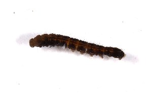  (Eupithecia californicum - DLW-005472)  @11 [ ] Copyright (2025) David L. Wagner University of Connecticut