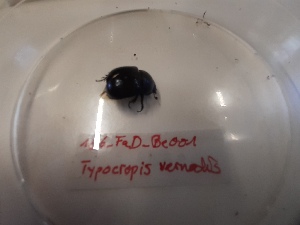  ( - 186_FaD_be001)  @11 [ ] CreativeCommons  Attribution Non-Commercial Share-Alike (2023) Forest Ecology Course TU Darmstadt