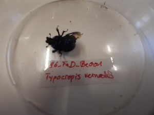  ( - 186_FaD_be001)  @11 [ ] CreativeCommons  Attribution Non-Commercial Share-Alike (2023) Forest Ecology Course TU Darmstadt