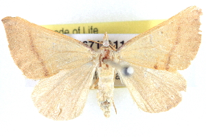  ( - BIOUG04671-A11)  @11 [ ] CreativeCommons - Attribution (2013) CBG Photography Group Centre for Biodiversity Genomics