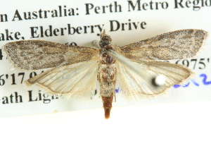  ( - BIOUG04037-H04)  @12 [ ] CreativeCommons - Attribution (2012) CBG Photography Group Centre for Biodiversity Genomics